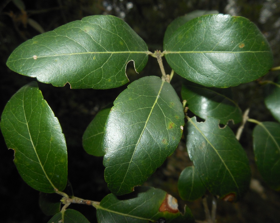 Phillyrea latifolia L. / Fillirea